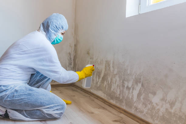Licensed Black Mold Remediation service in Decatur, GA - 24 Hour Mold Removal