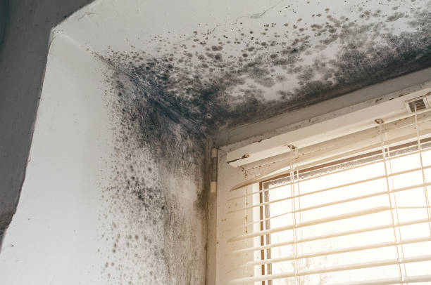 Affordable Black Mold Remediation solutions in Decatur, GA